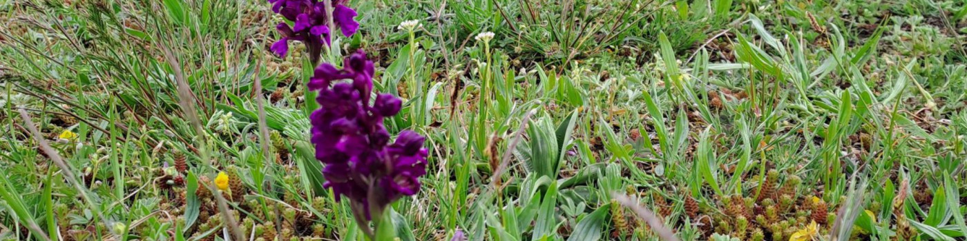 Kleines Knabenkraut - eine Orchidee auf Sonderstandorten und eine geschützte Art