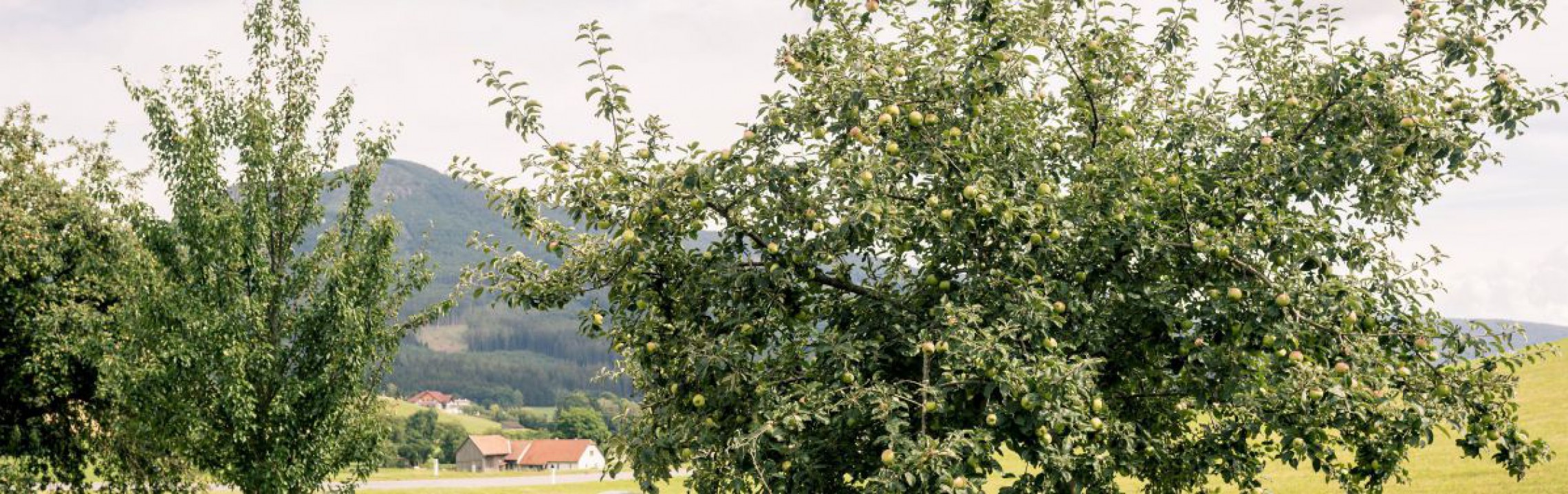 Landschaft mit Obstbäumen