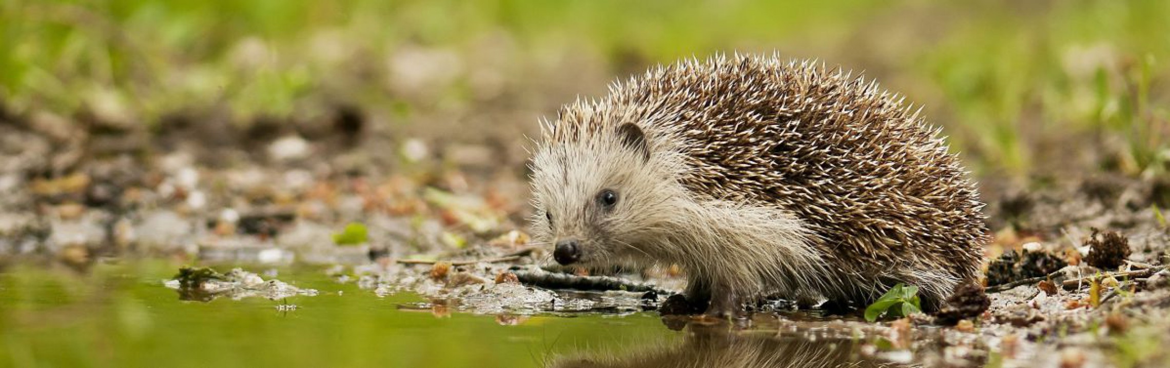 Igel am Wasser