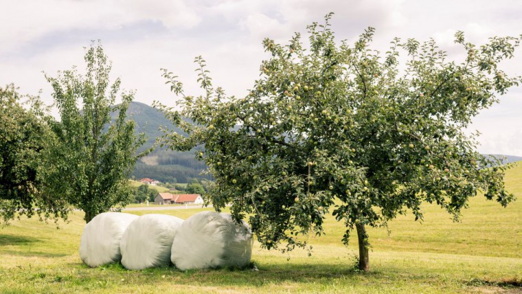 Landschaft mit Obstbäumen